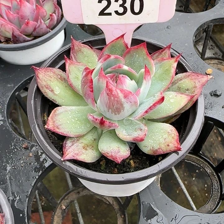 春***开230 惊鸿仙子多肉植物6-9cm