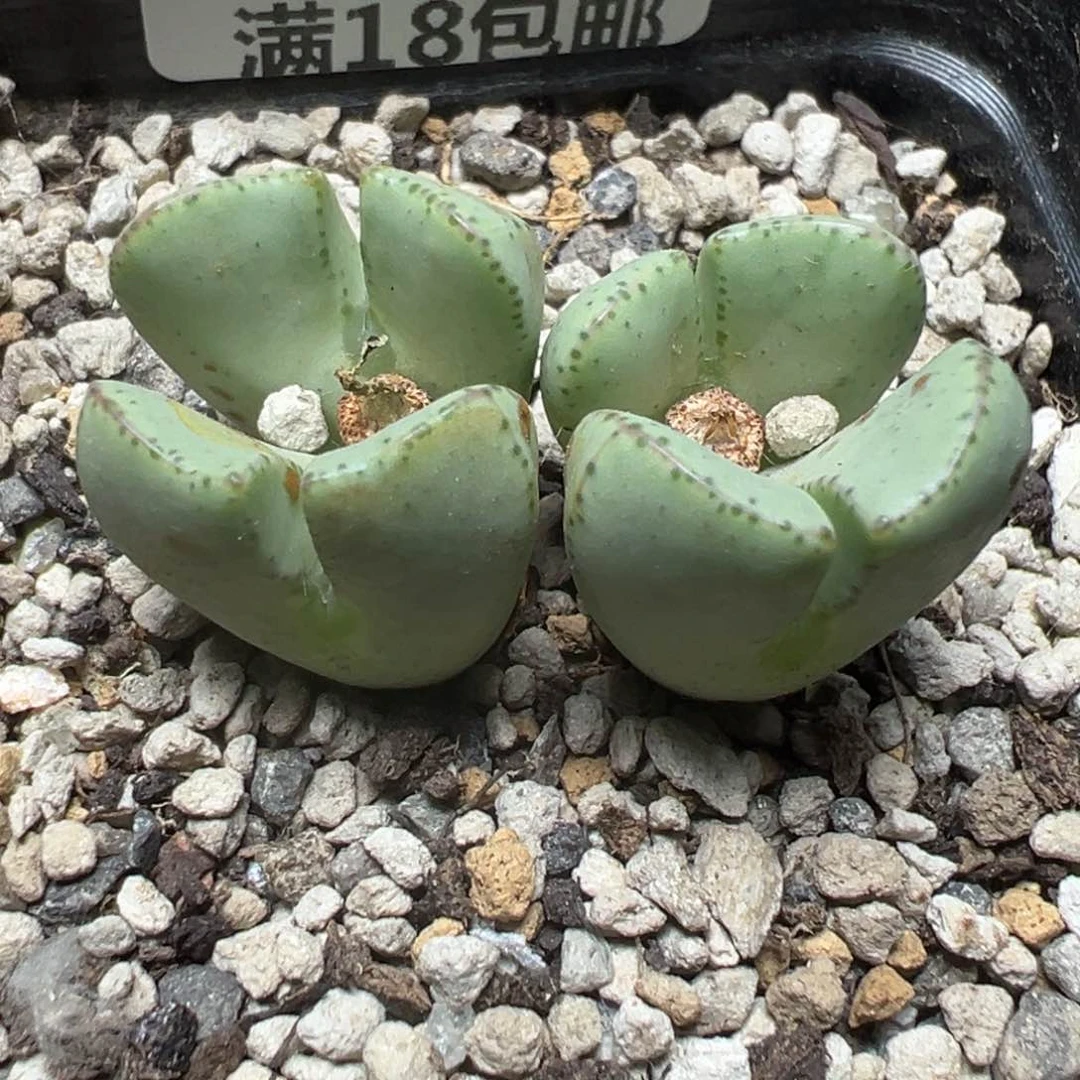 【闪购商品】 733.