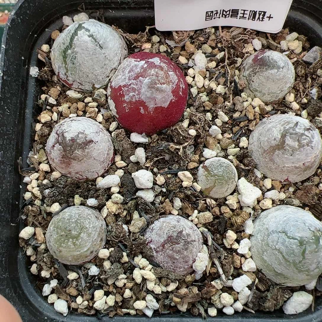 【闪购商品】79 新年福利