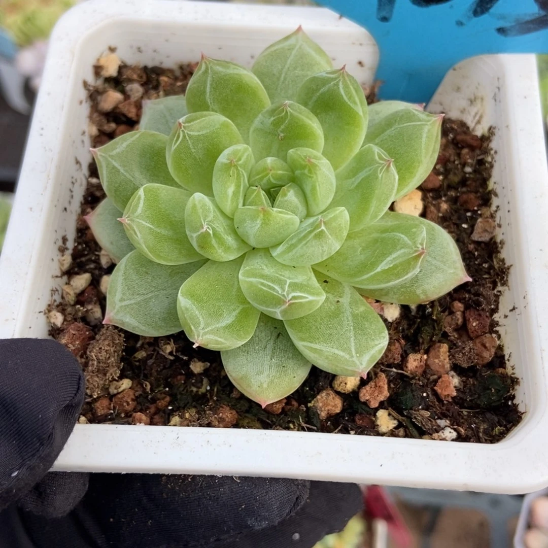 015雪花珍妮多肉植物