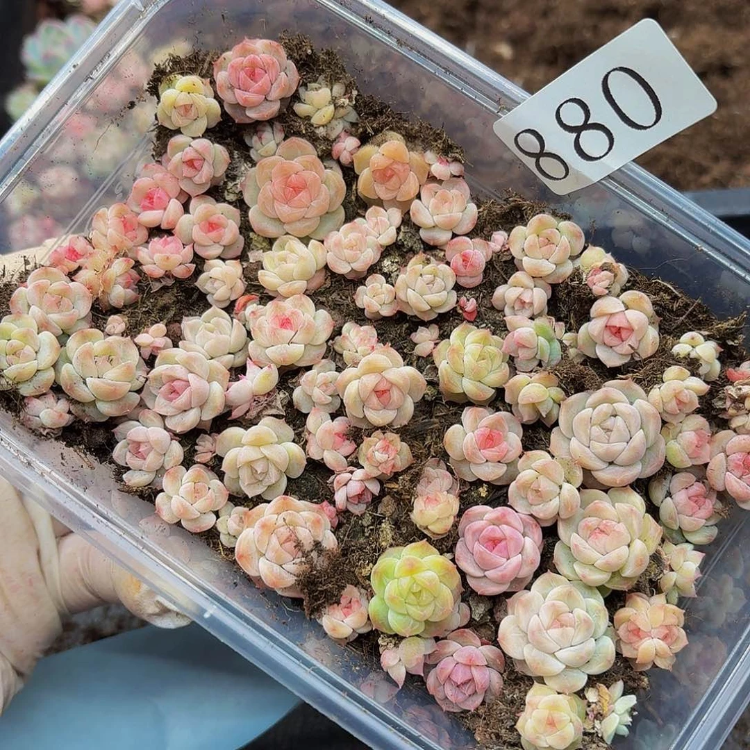 多肉植物多肉植物880