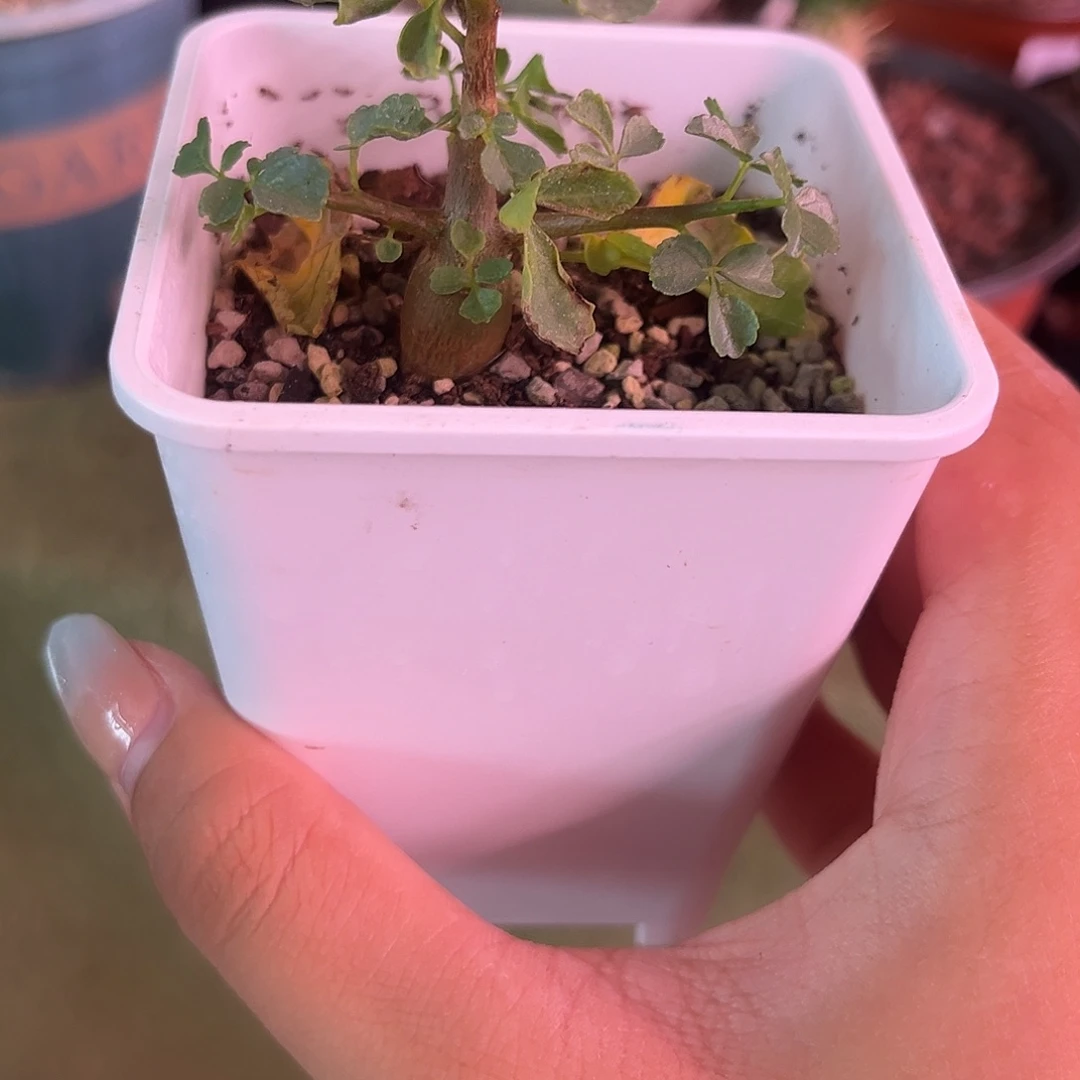 好望角多肉植物一株