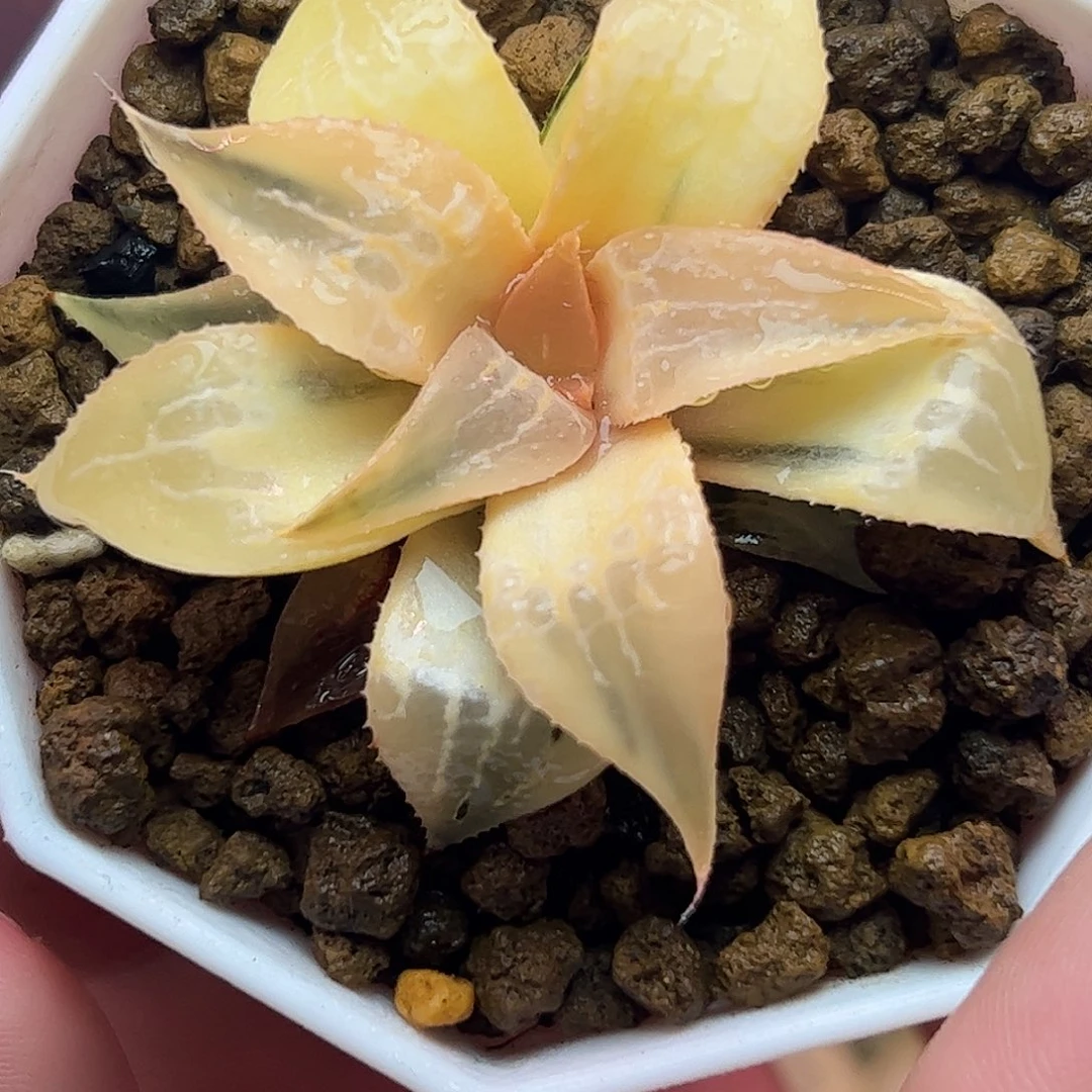糊斑酒吞童子锦十二