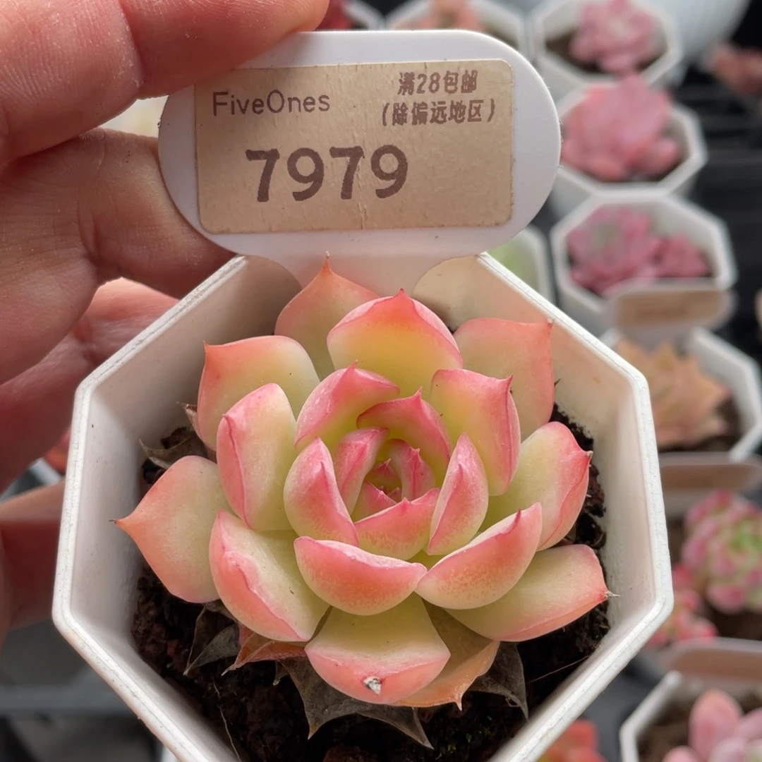 侧影7979-5.5厘米