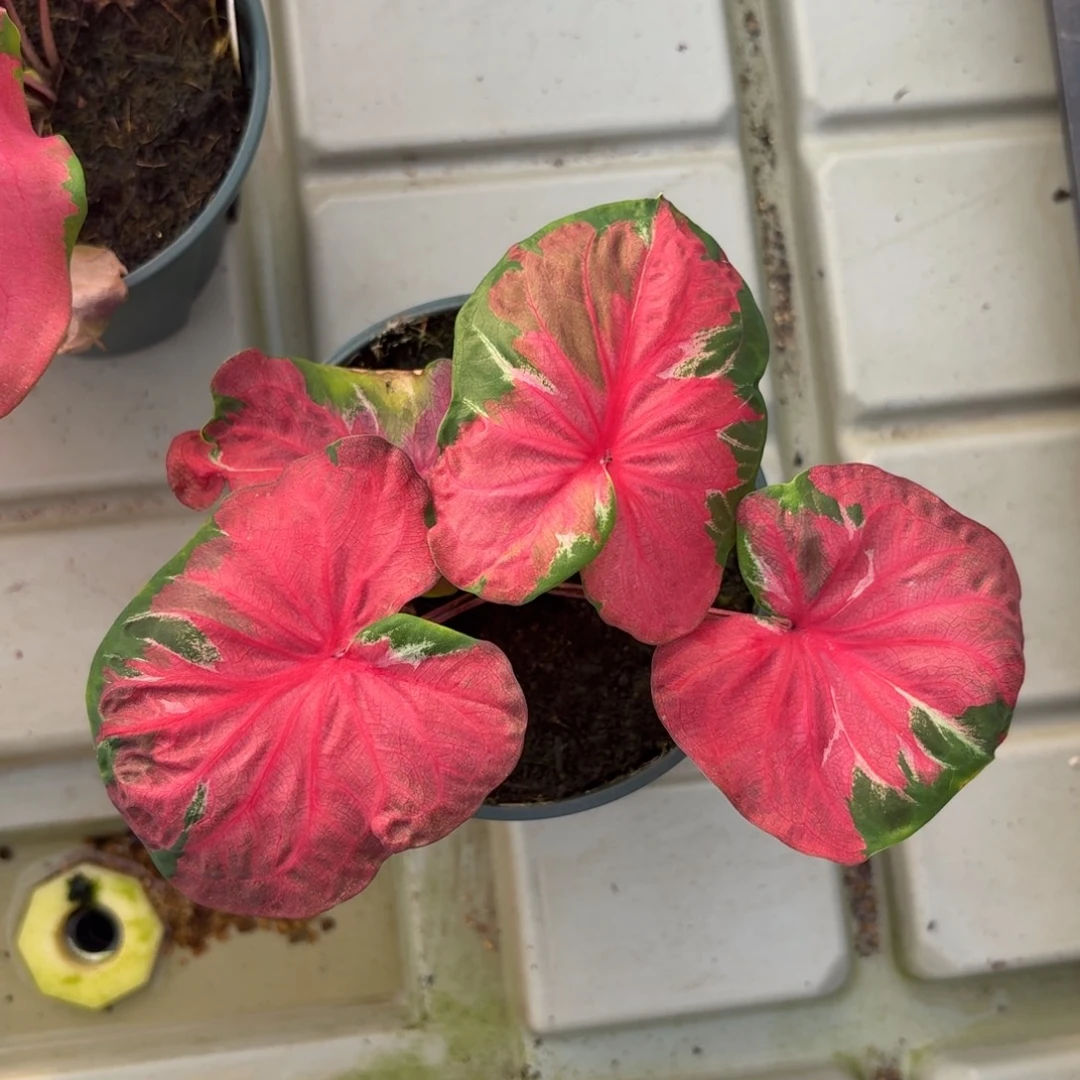 月亮人泰国彩叶芋65-1221