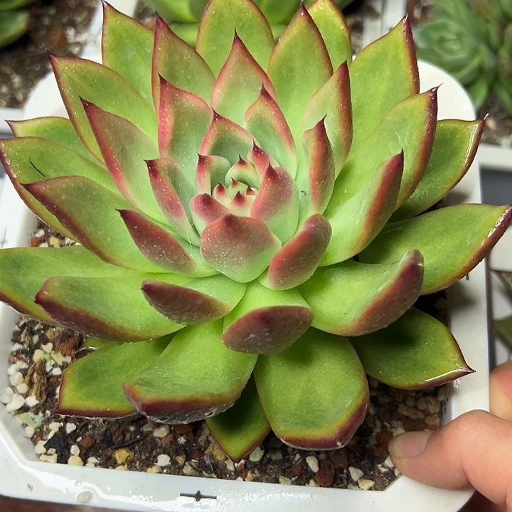多肉植物一物一拍08