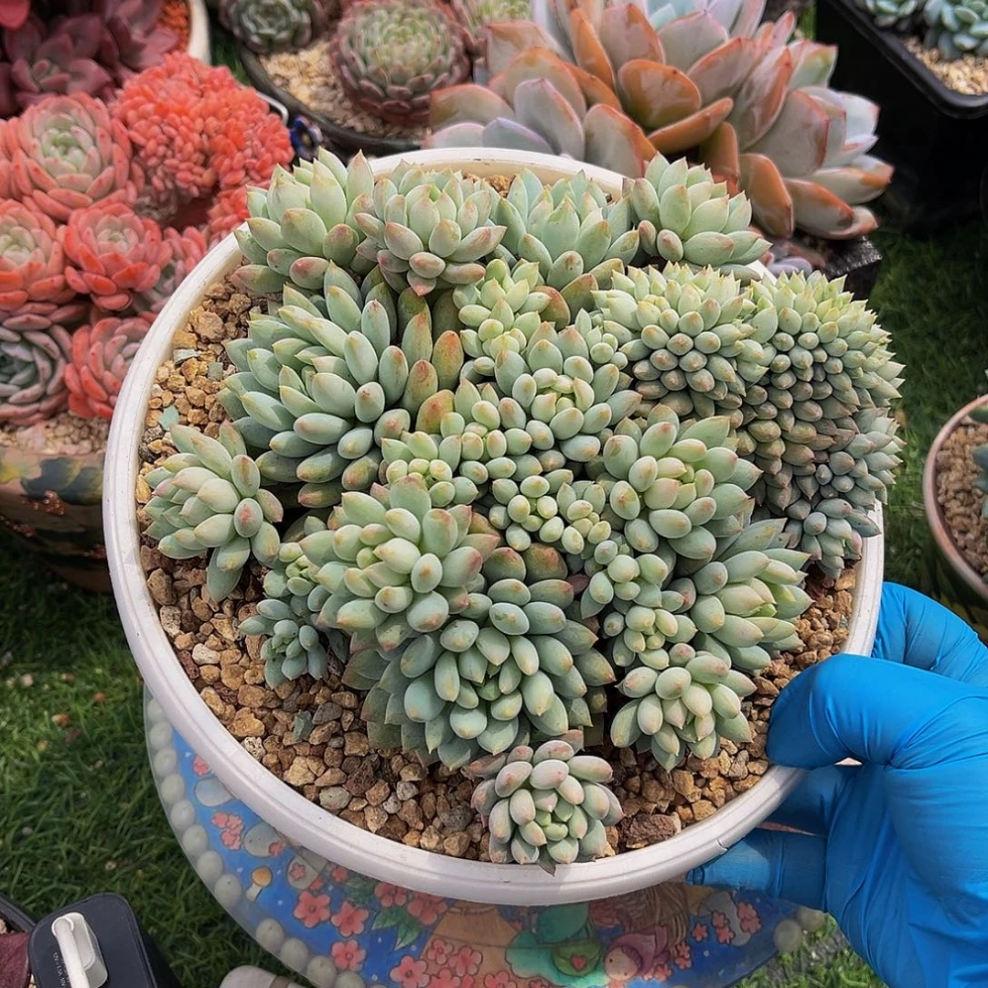 明珠缀化一物一拍