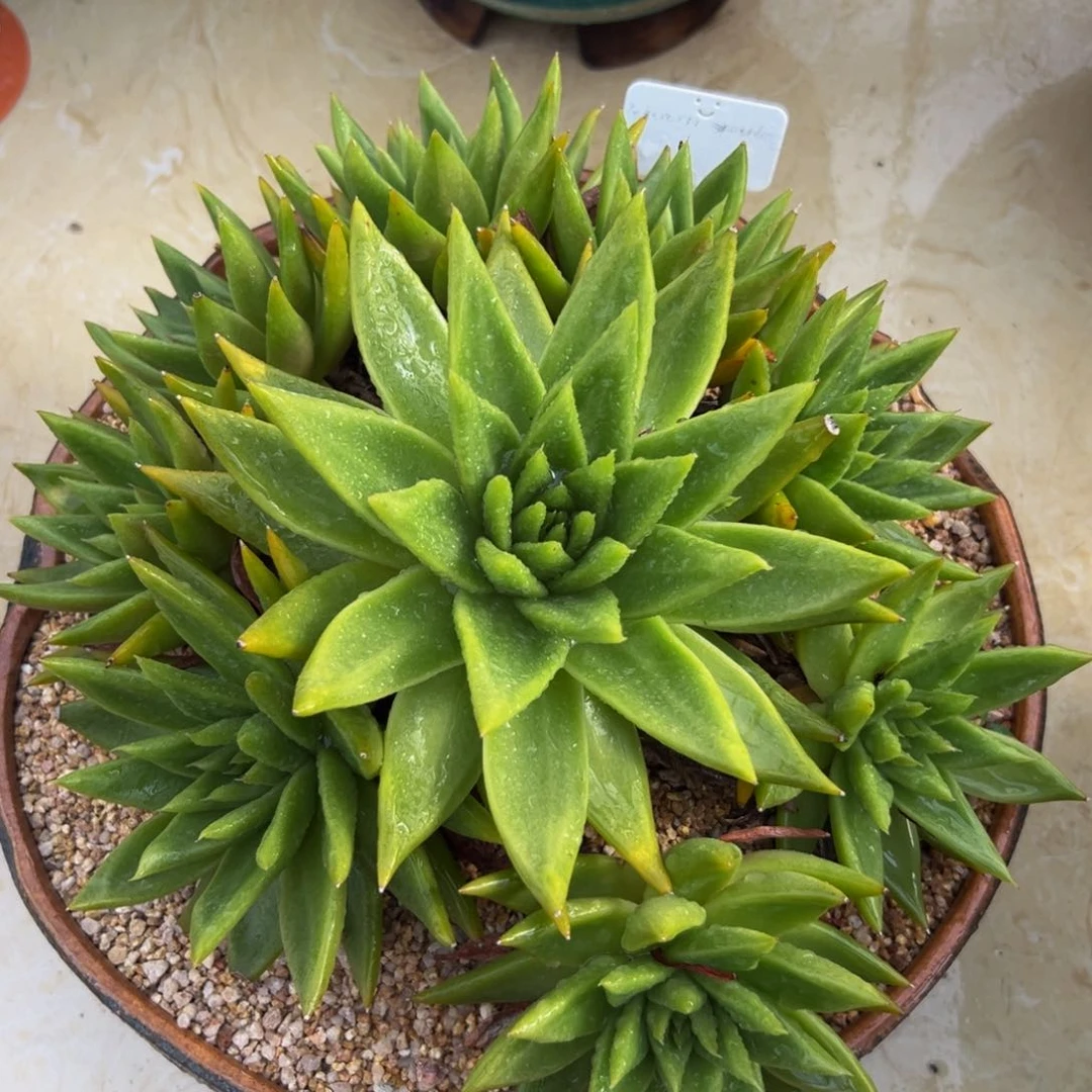 多肉一物一拍07061-绝品1