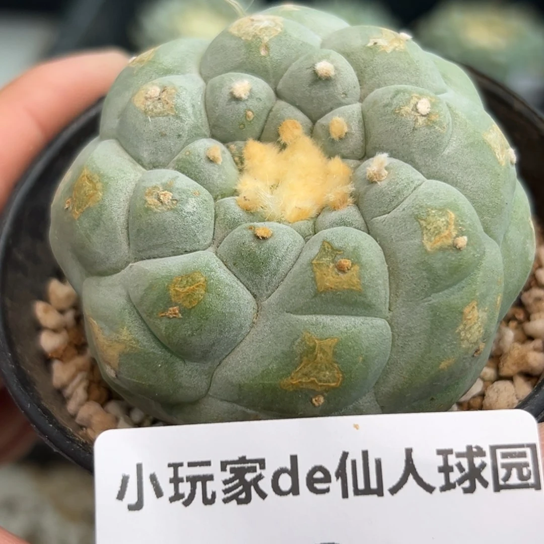 32 仙人球的海鲜 有根