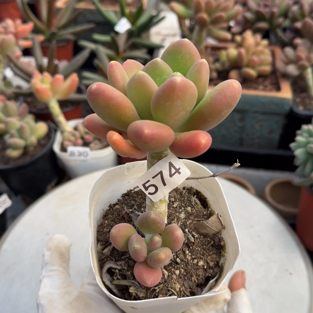 574号一物一拍一物一拍一物一拍