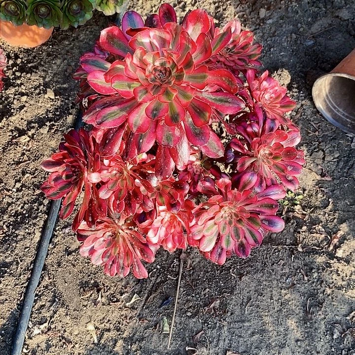 张*小香奈儿一颗老桩多肉