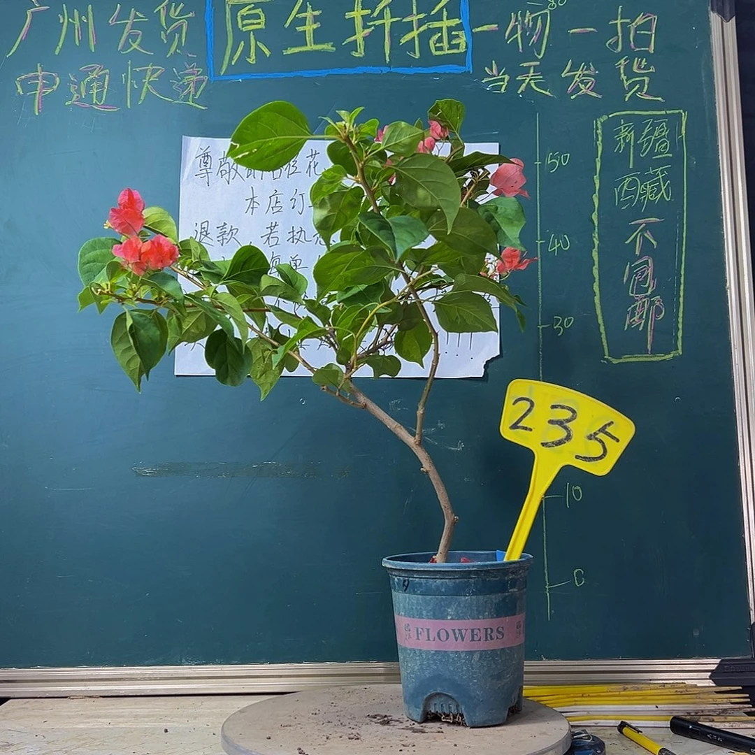 当前无花栽培后可以开花暗斑夕阳红 造型 235