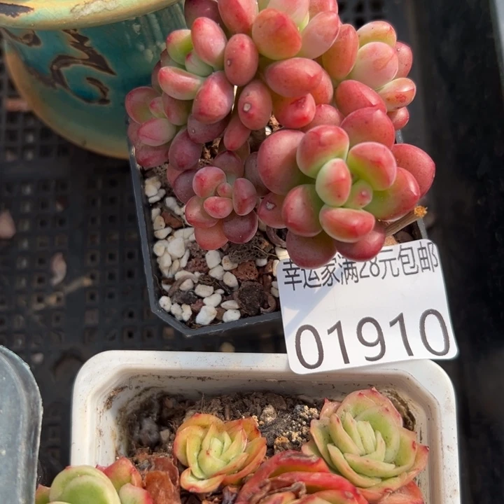 幸运儿是一位非常优秀且