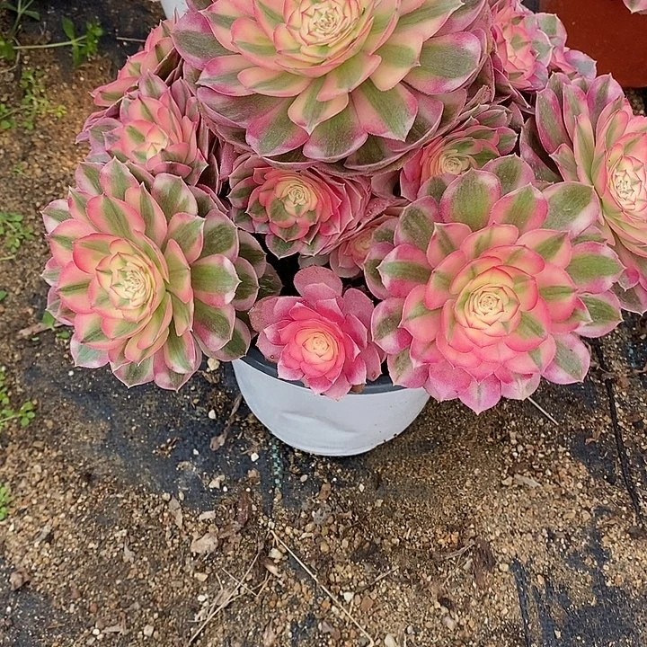 多肉植物倾城052多肉