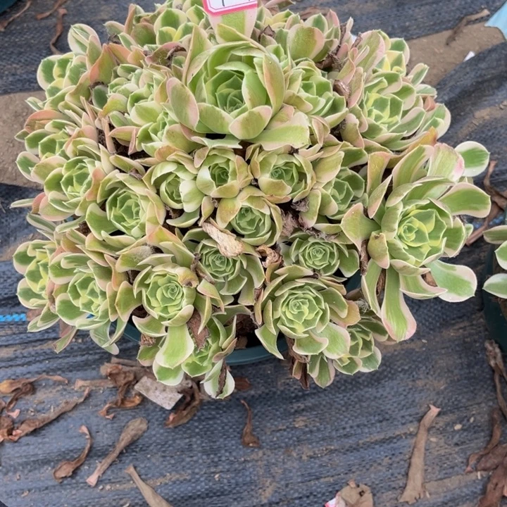 124女郎多肉植物法师