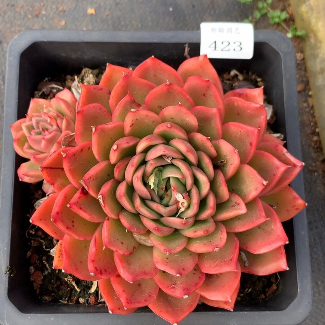 423新年快乐发发发