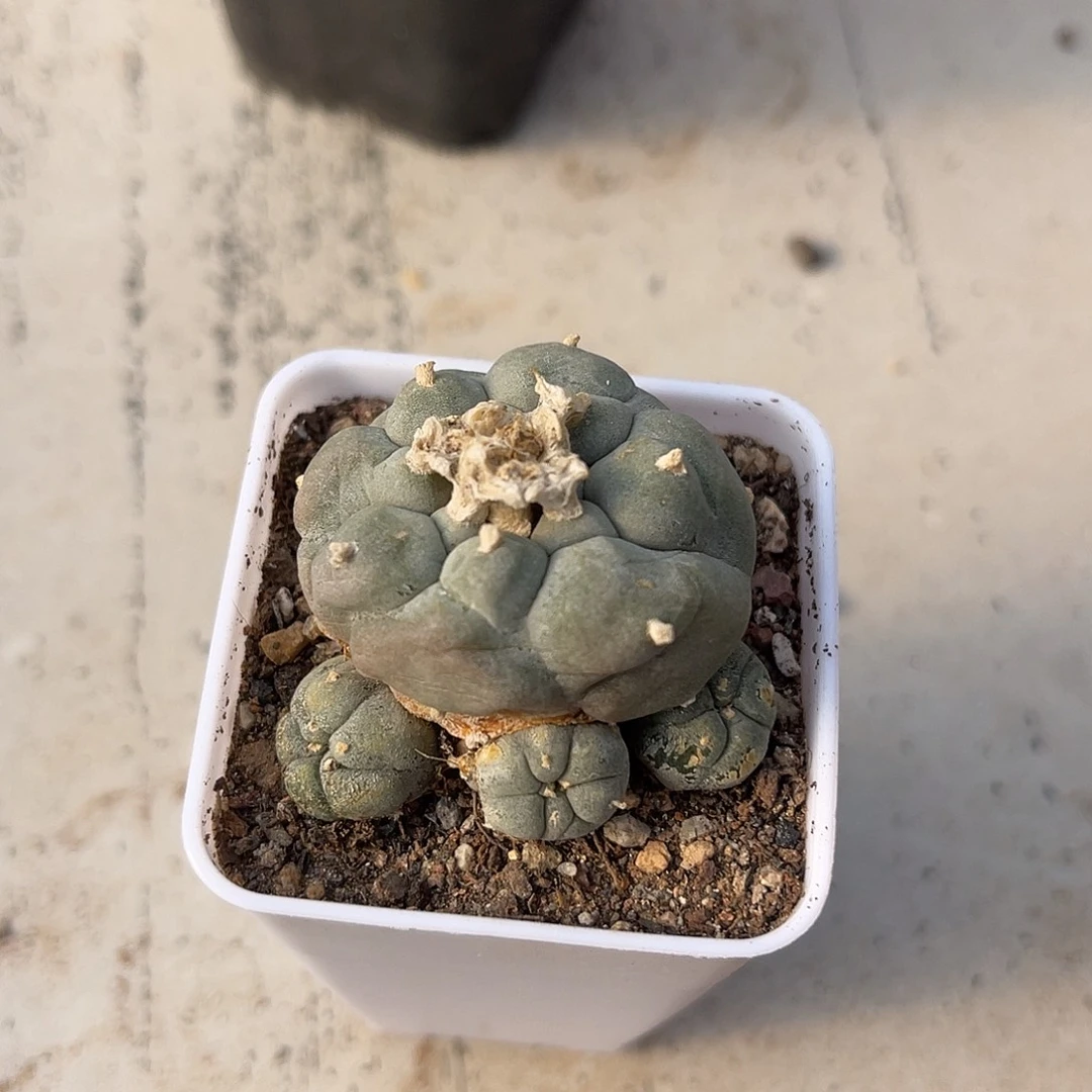 日系大尤龟甲鱼带小崽