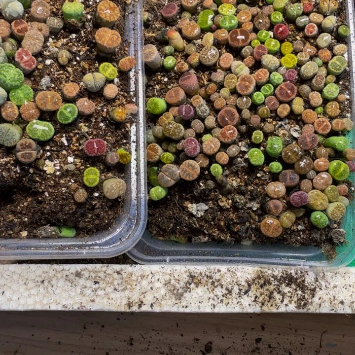 ?****)多肉植物的生长发育76