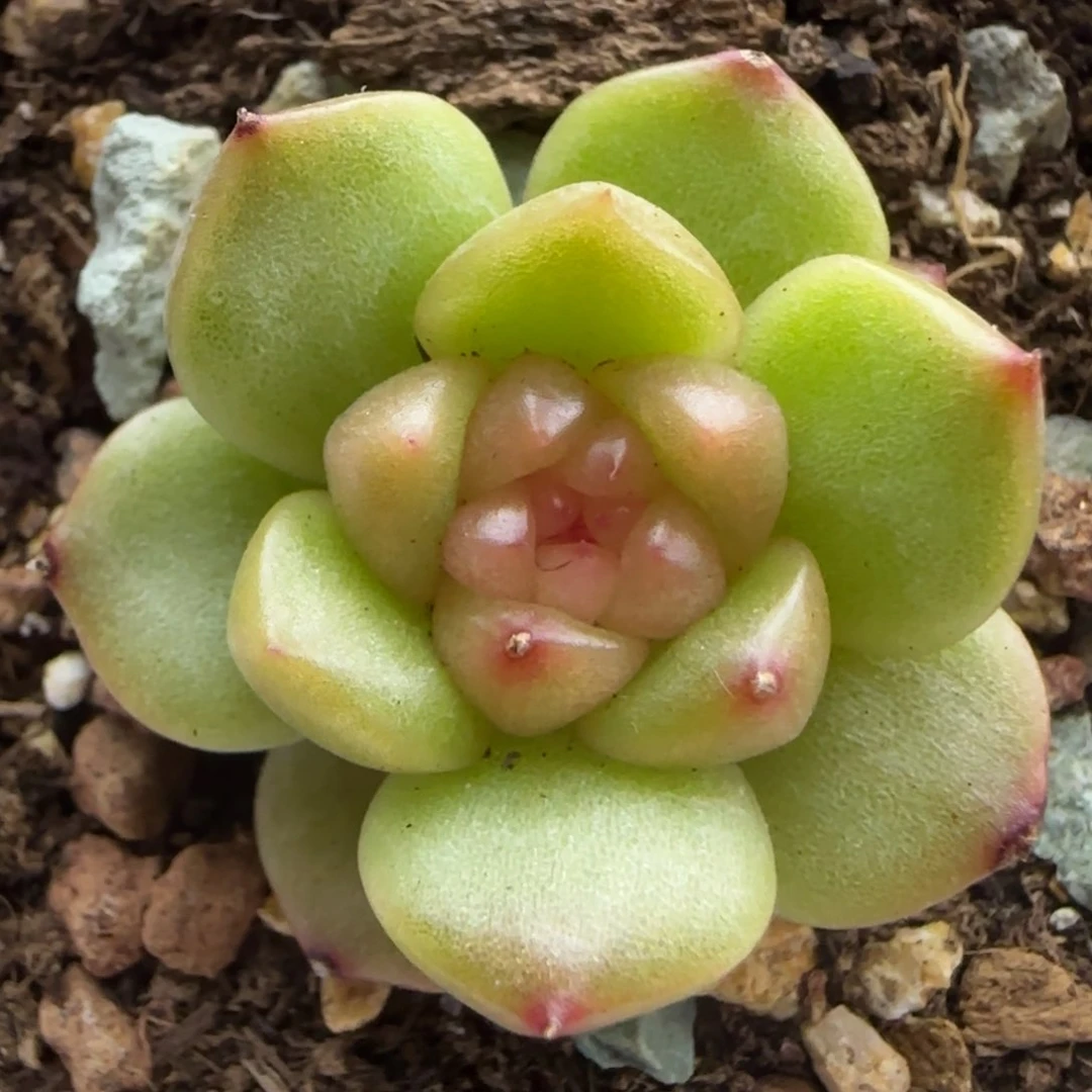 145珍妮多肉一颗