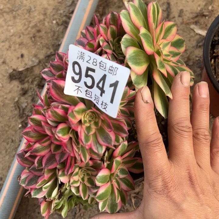 9541多肉植物有伤多肉植物