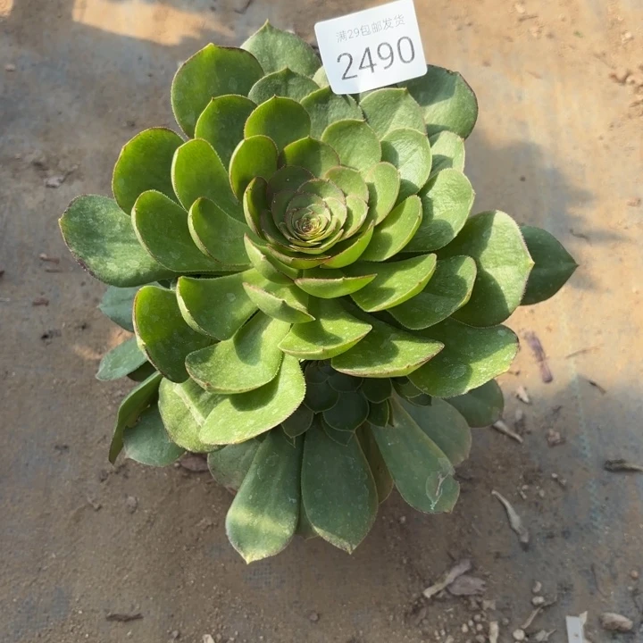 万圣节多肉法师2490