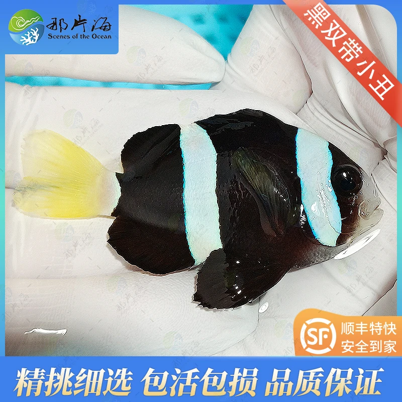 双带/黑豹小丑  以实物为准（售后  拍开箱视频）