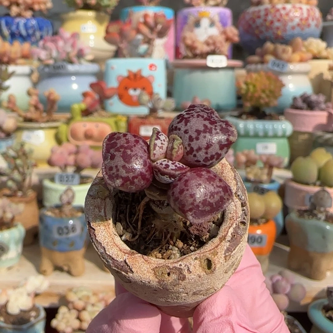 y****7粉红海豹 专拍 带土球