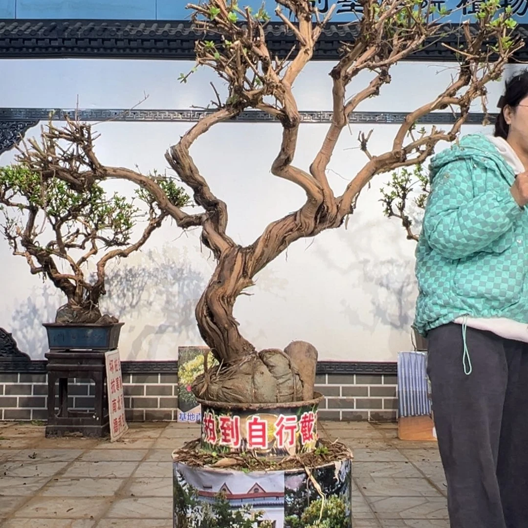 完全开放金银花88888