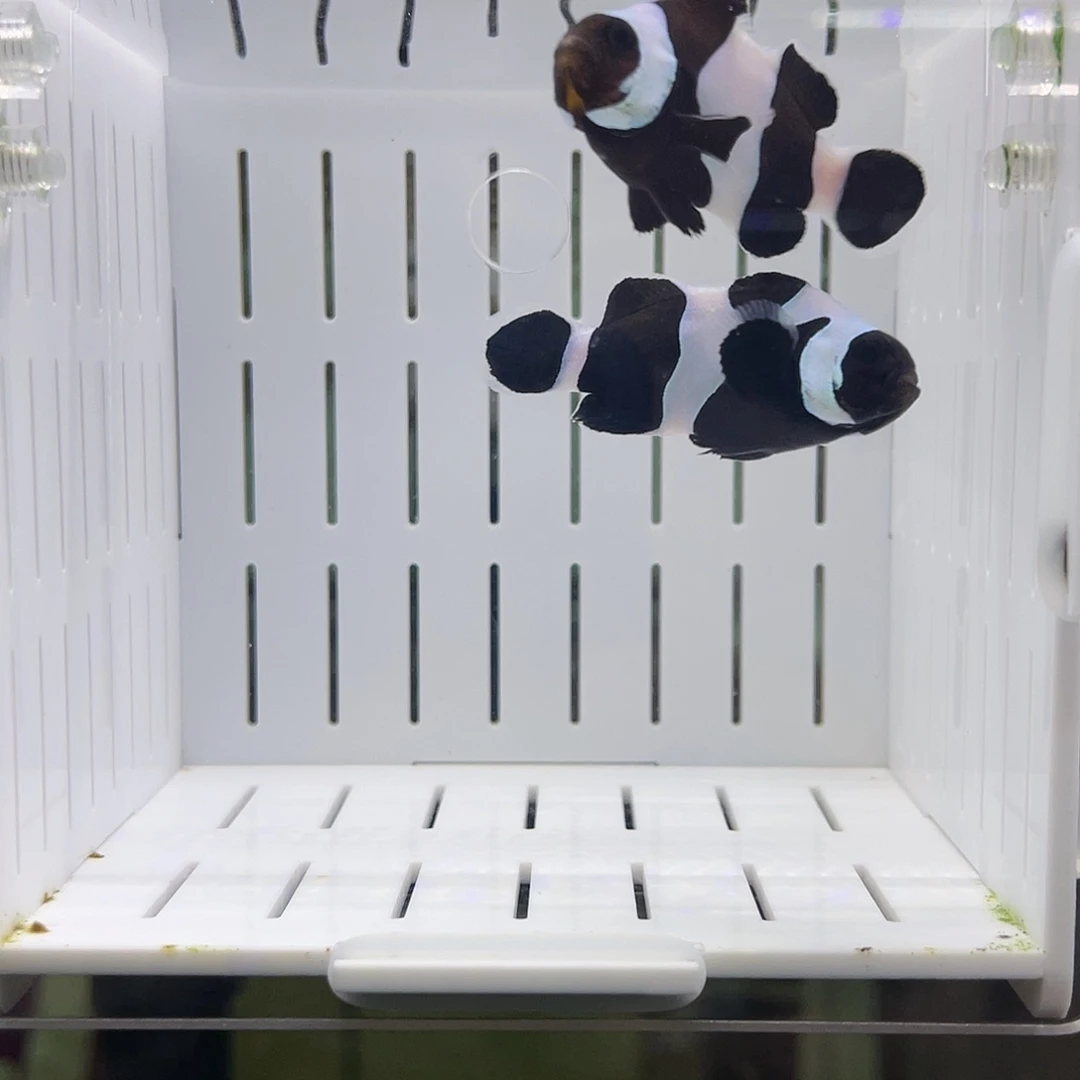 海水鱼皇冠澳黑一对