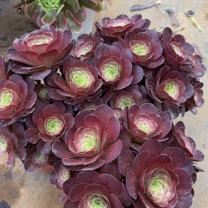 3颗多肉处理不包断头1386