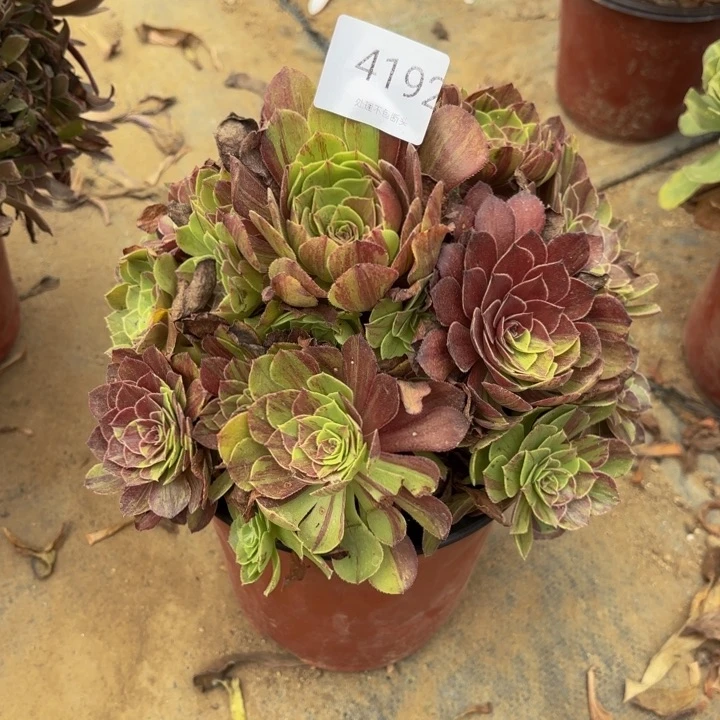 花月夜多肉处理不包断头4192
