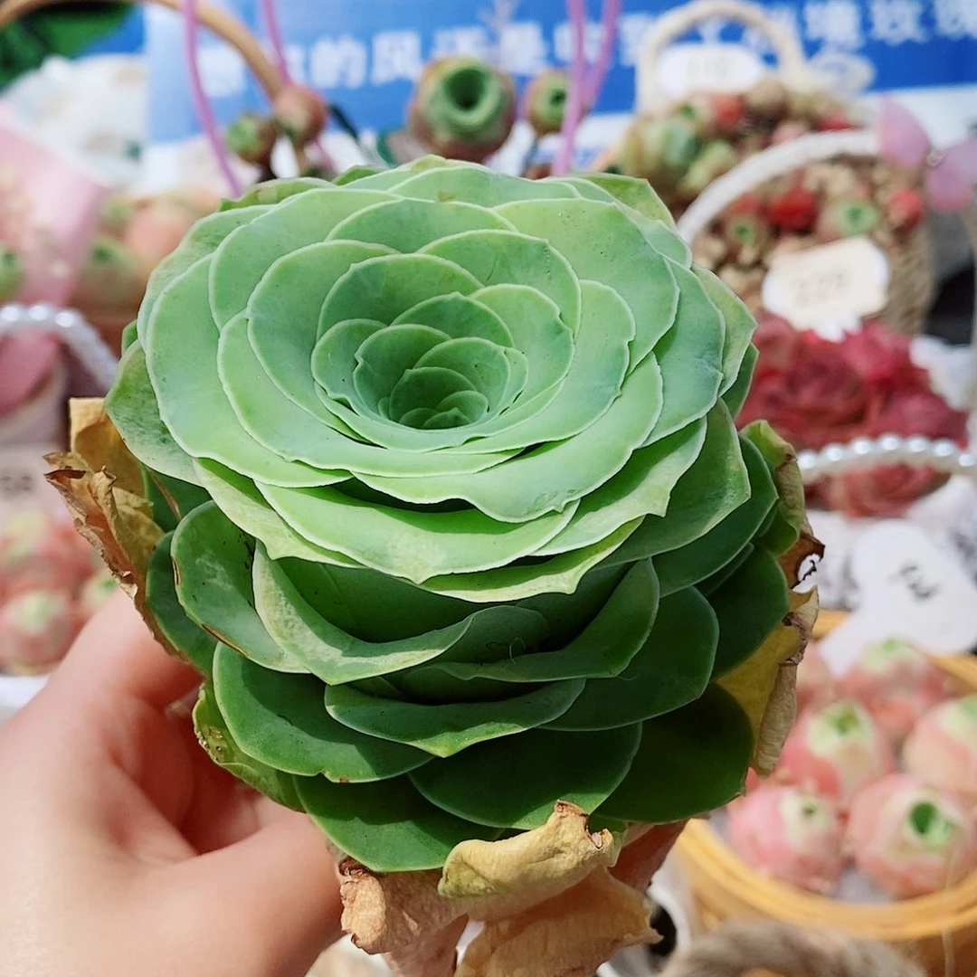 828 水蜜桃杂 山地玫瑰