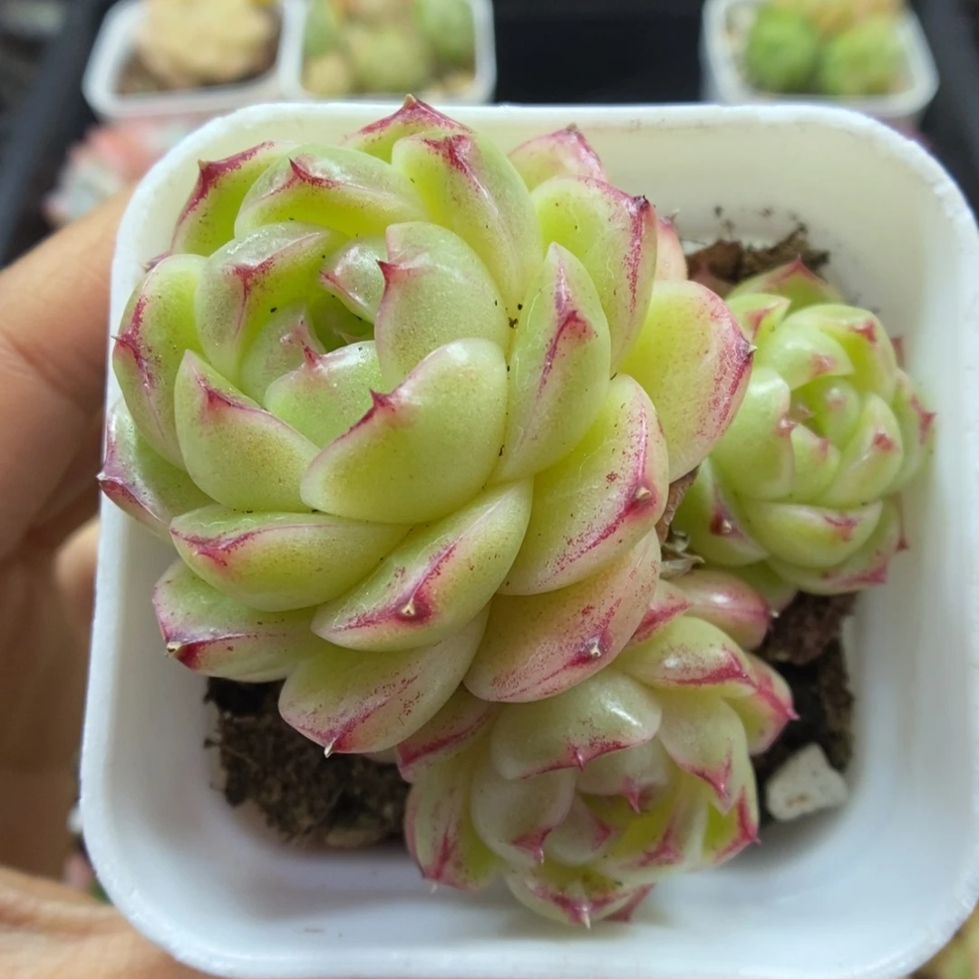 菠萝蜜麦秆可拍331号。