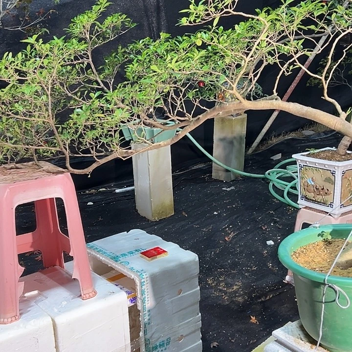 S***X呜呜呜呜呜呜呜呃呃