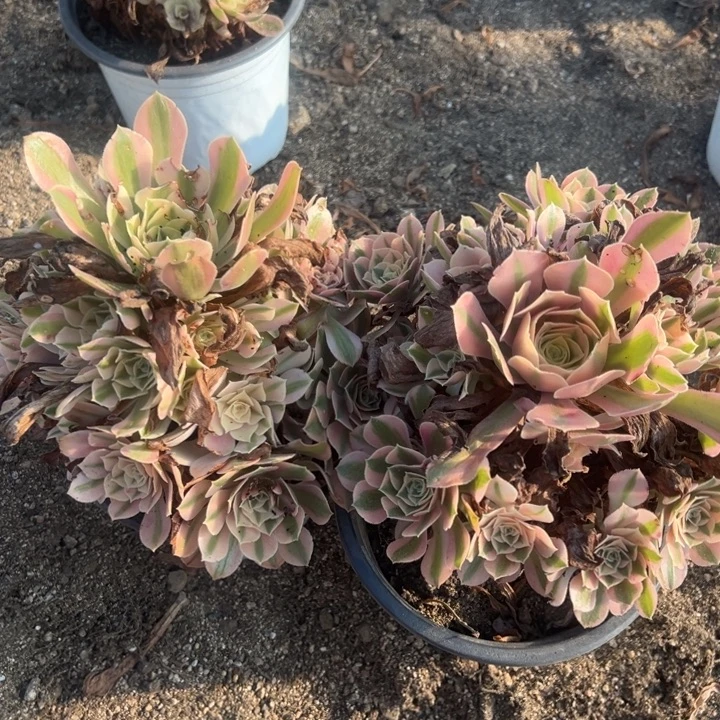 粉女巫两颗组多肉植物量