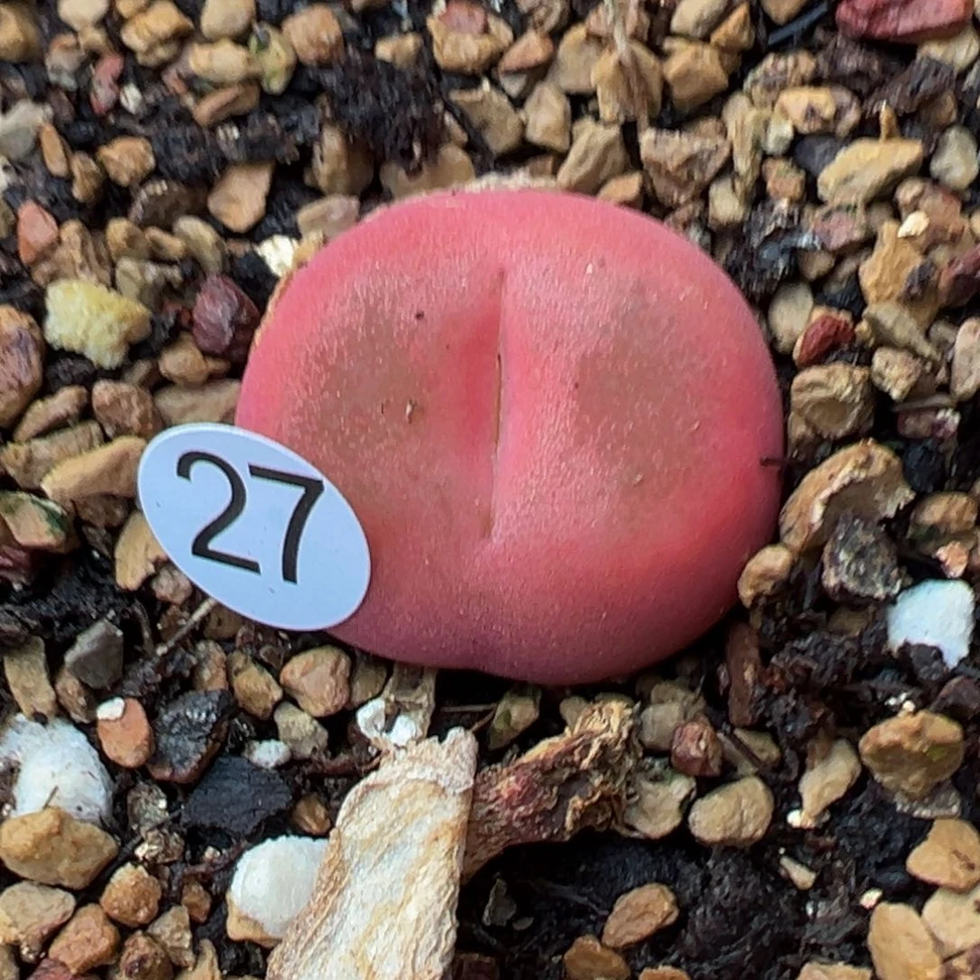 多肉植物111111111111111111