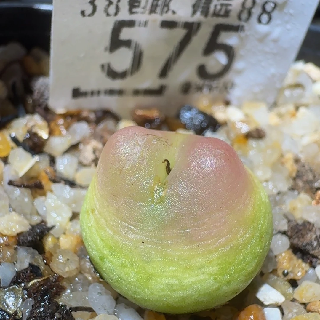 Ssss精品生石花575