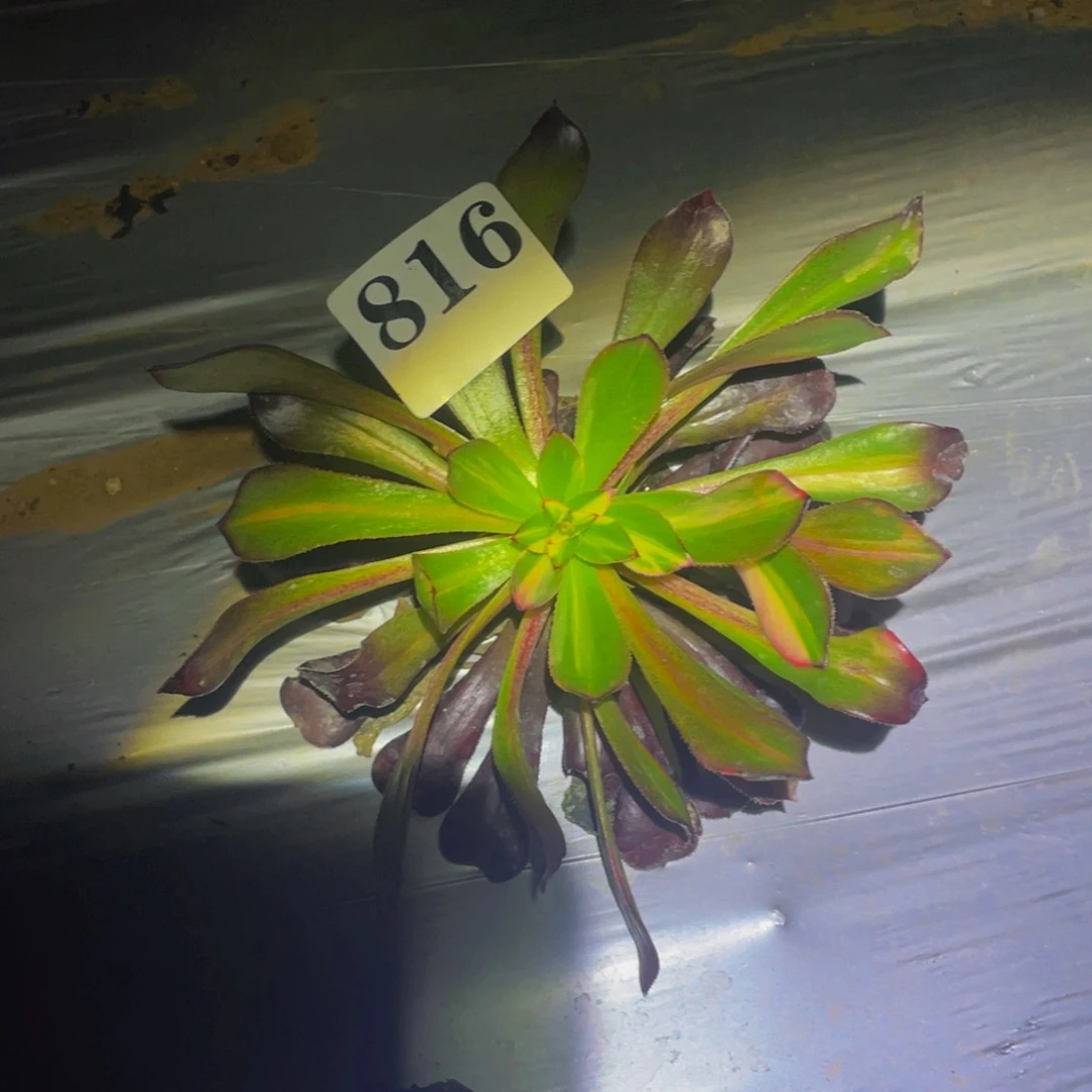 黑法师七彩多肉植物816
