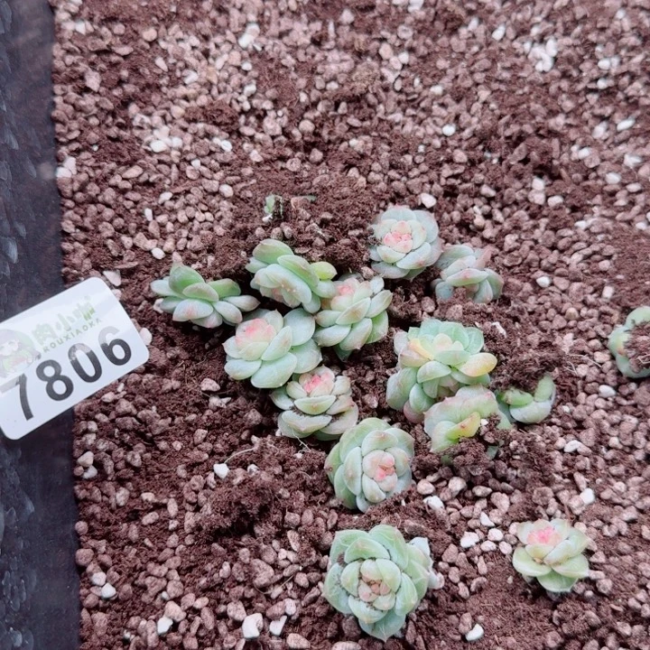泡***x多肉植物多肉植物