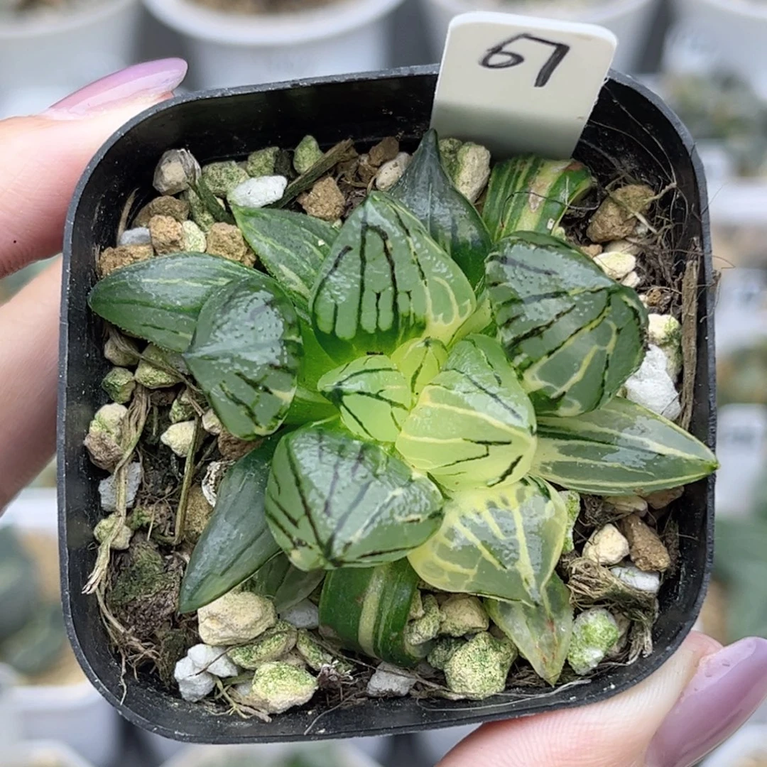 67西瓜寿锦福利专场