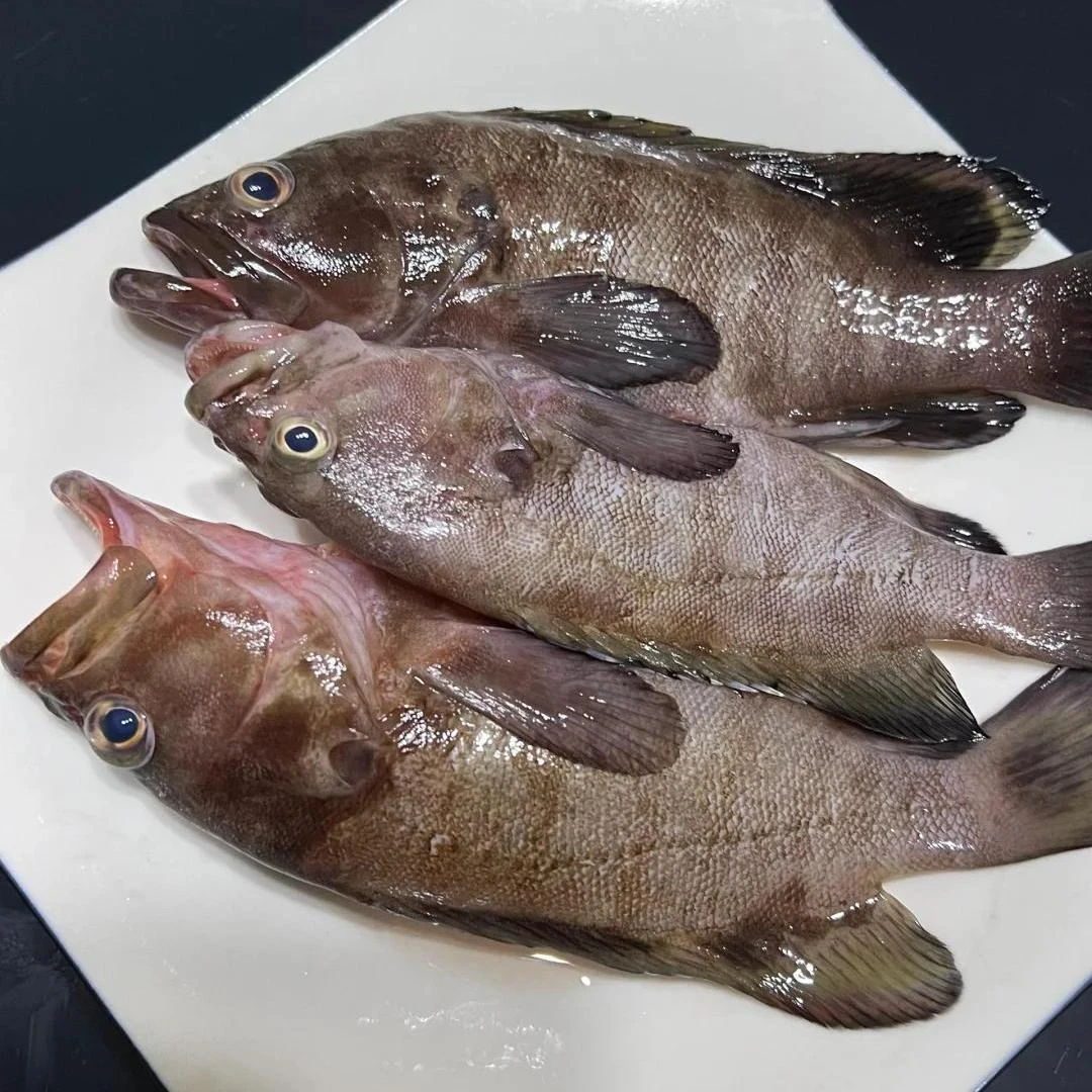 大号 野生石斑鱼 5斤6-7条 新鲜捕捞  鲜活速冻净重发货 没有冰
