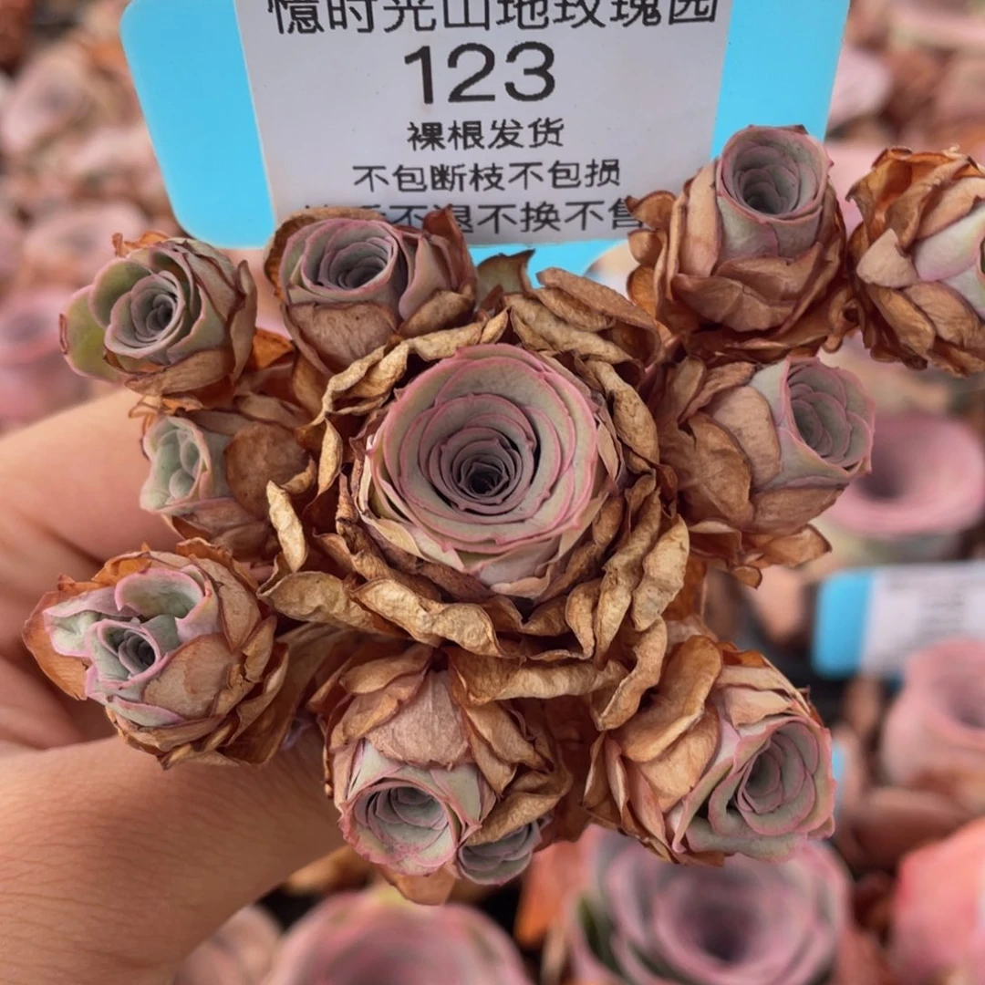 山地玫瑰123断枝不包损不售后