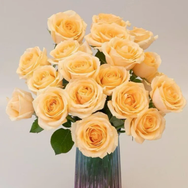 【香槟玫瑰】鲜花云南基地直发 蜜桃雪山