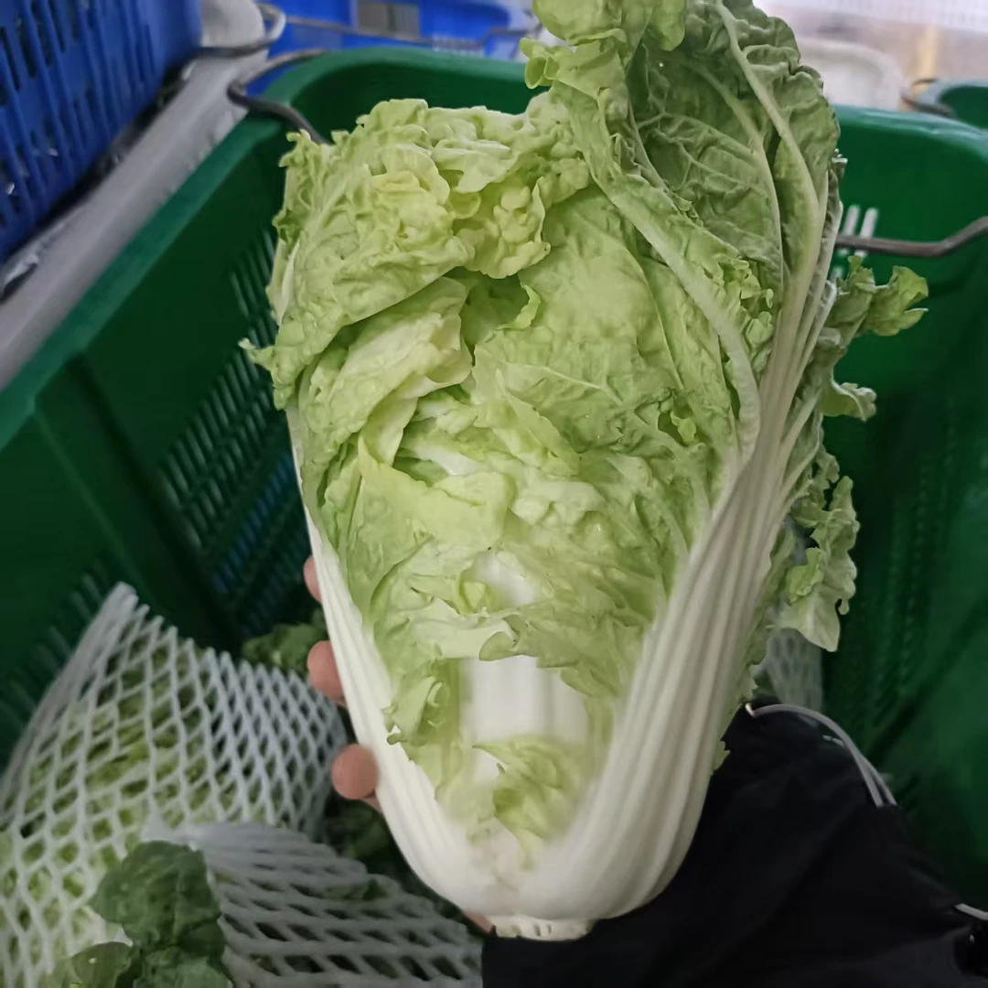 正宗潮汕【本地白菜/银丝白】新鲜采摘绿色健康农家菜广东省内包邮