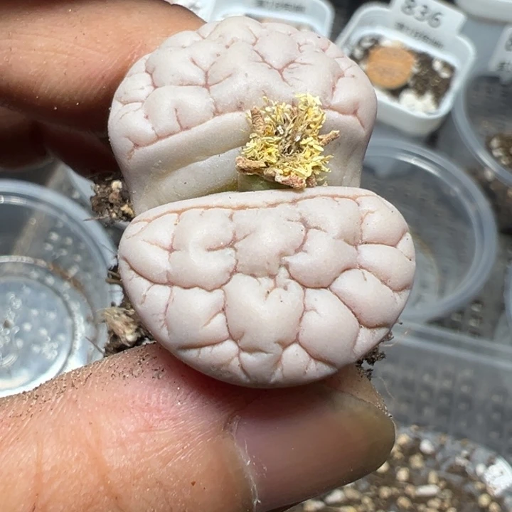【闪购商品】 839。