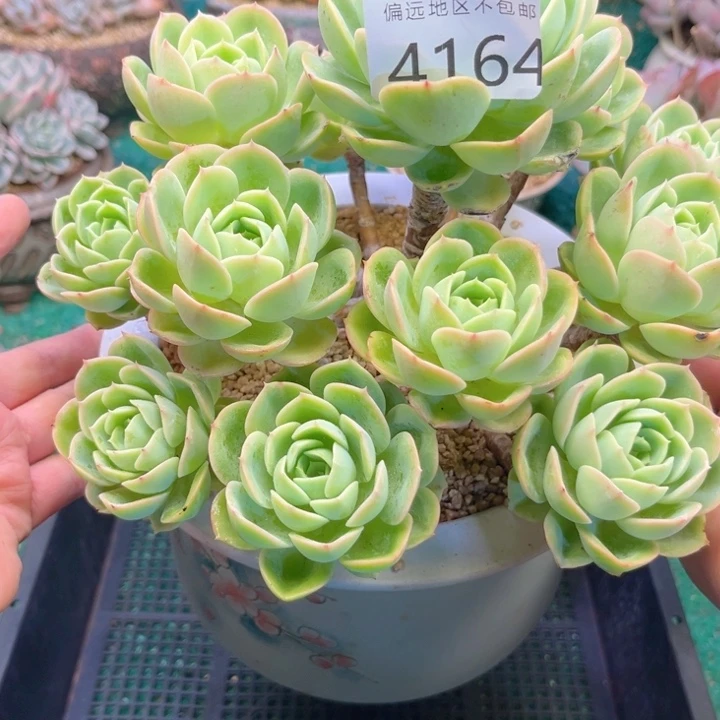 如***见大4164/（scxvcvhhhhh