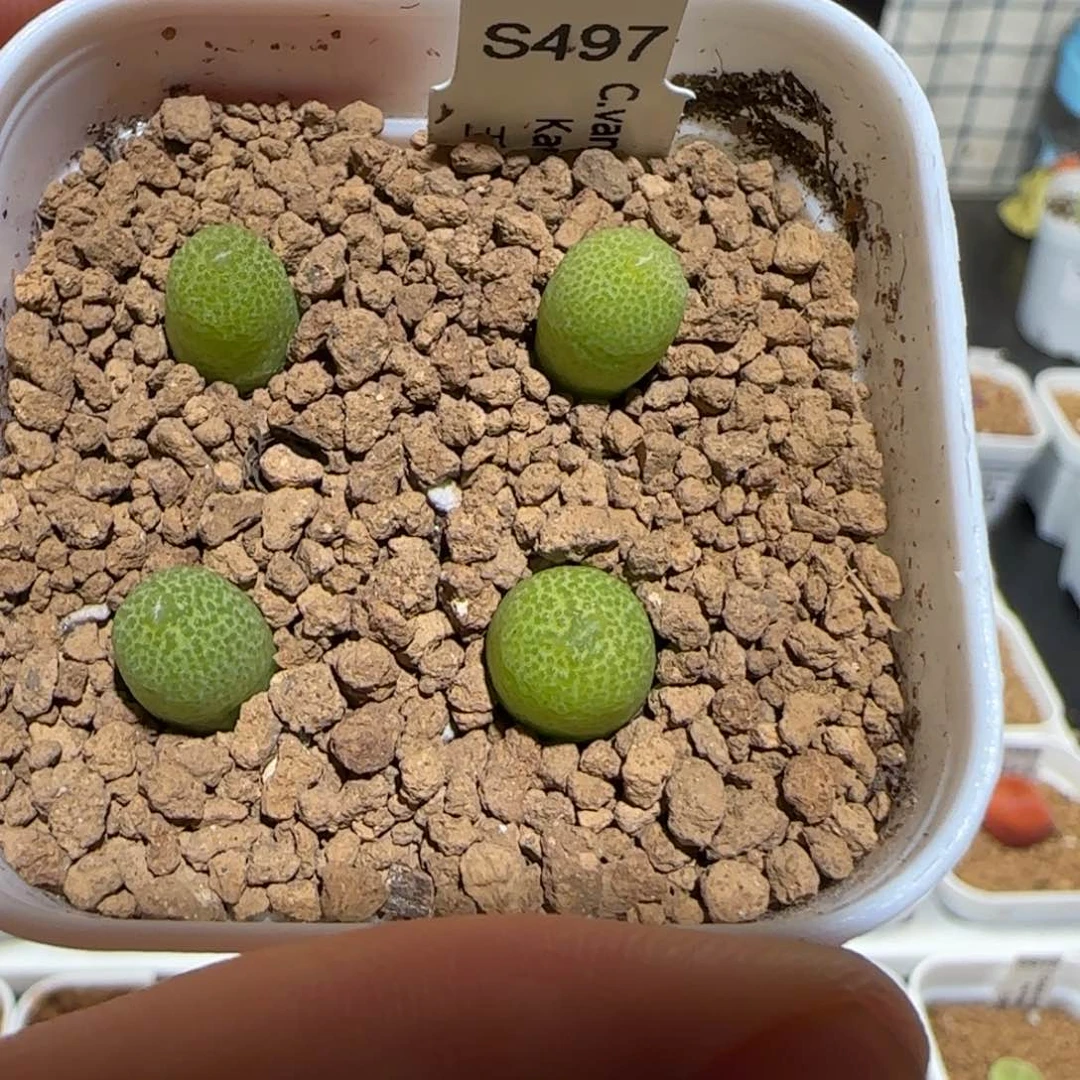 肉锥多肉植物组合-玉米一盆69