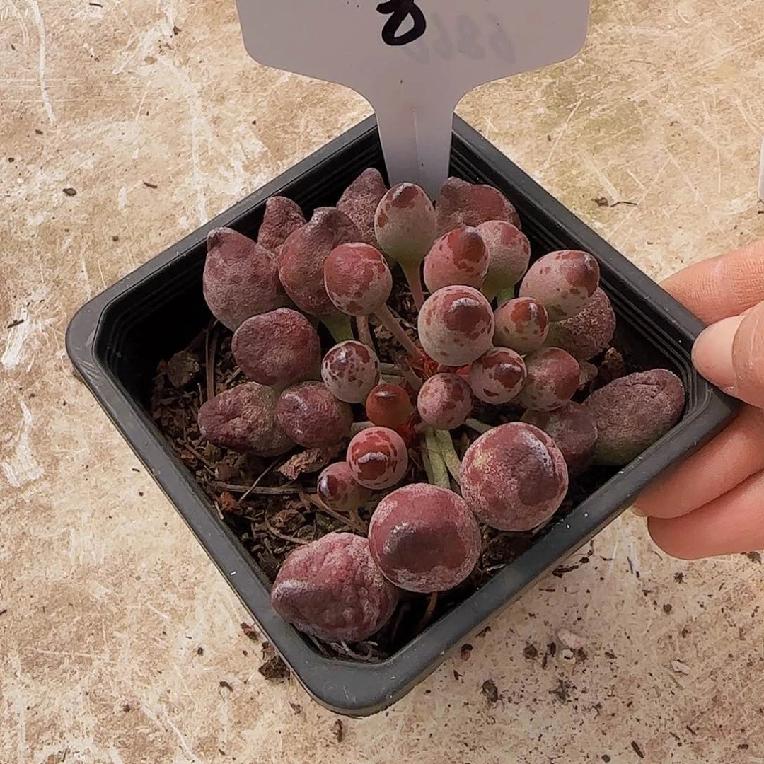 海豹，一物一拍8号，