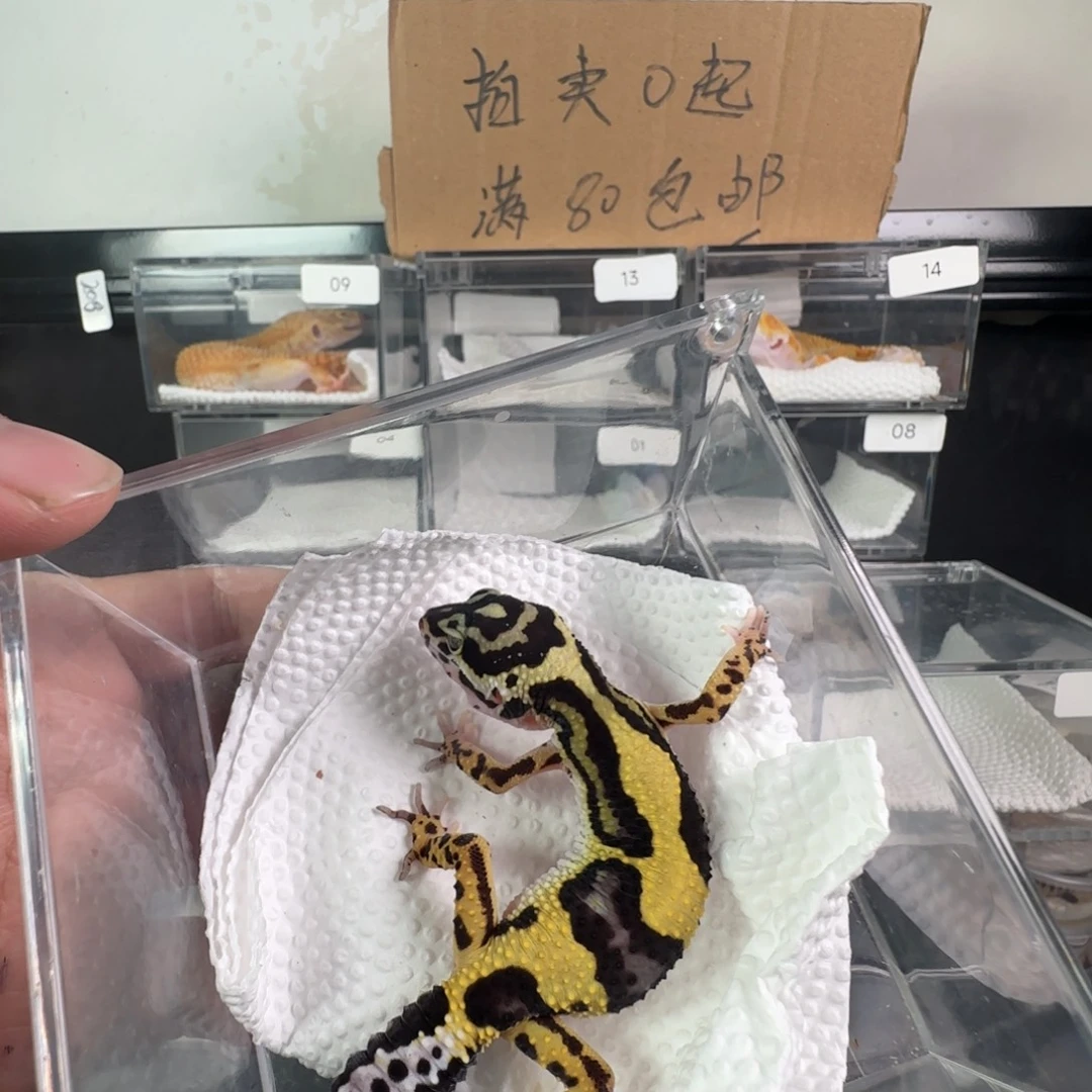 豹纹守宫土匪妹妹
