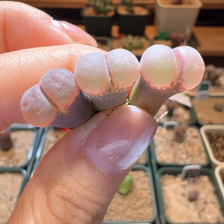 290。开播福利 随机一颗